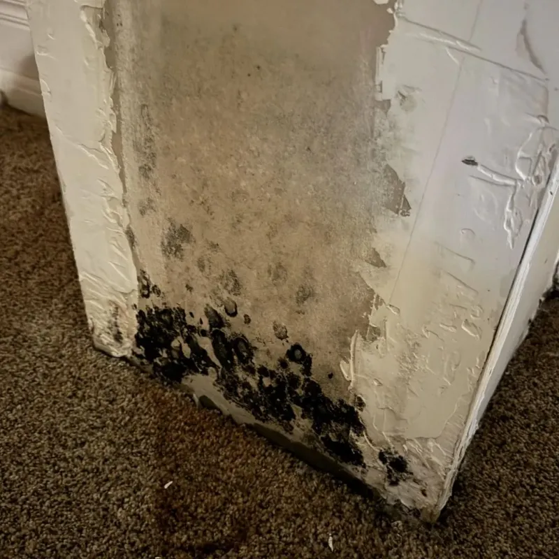 Professional Mold Removal in Marlow, OK